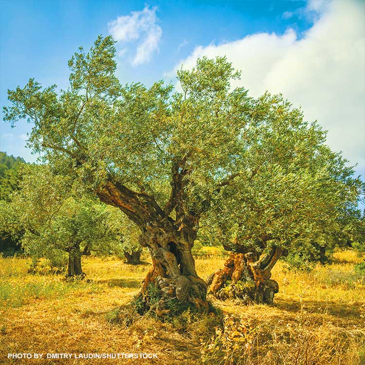 Ancient-Olive-Tree