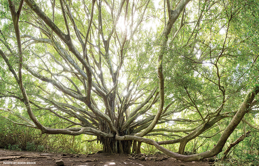 banyan tree