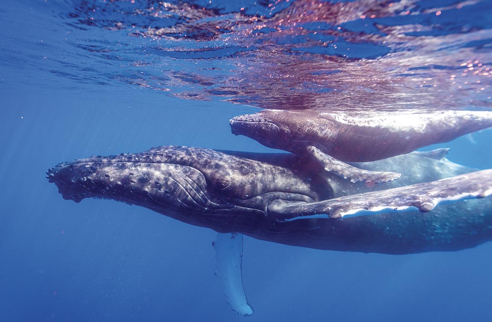 Maui humpback whale mom