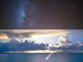 hawaiian cosmos