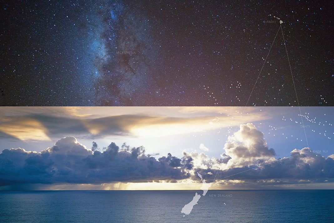hawaiian cosmos