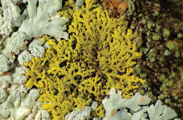 The candle-flame lichen (Candelaria concolor) is a frequent urban dweller, found growing on roadside trees.