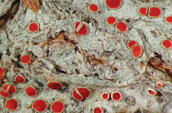 lichens haematomma