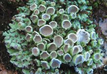 Lichens heterodermia