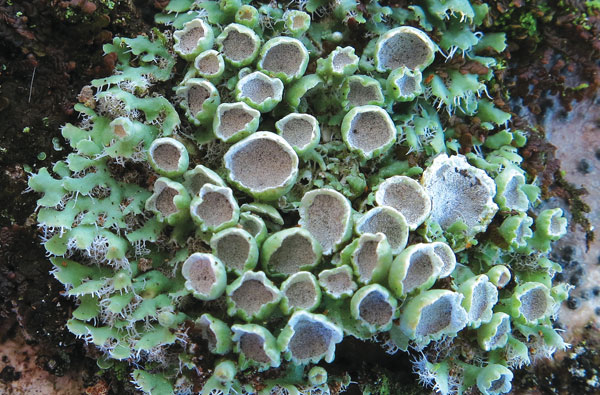 Lichens heterodermia