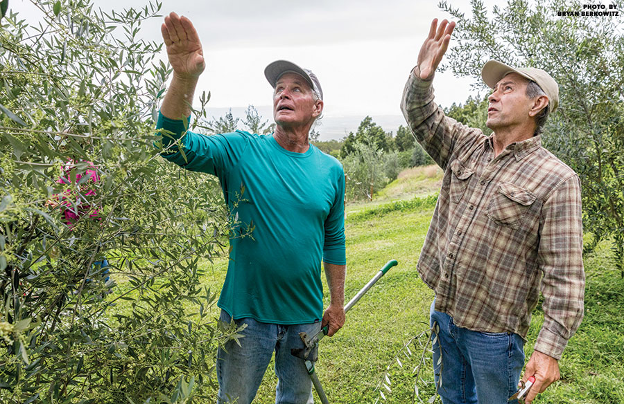 maui olive farmers