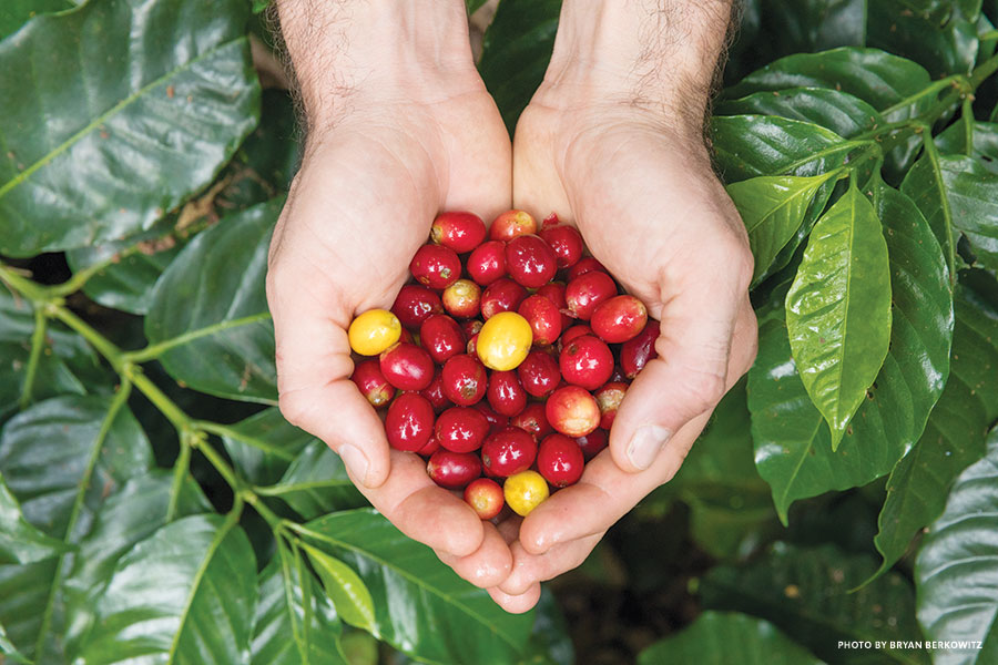 ripe coffee berries