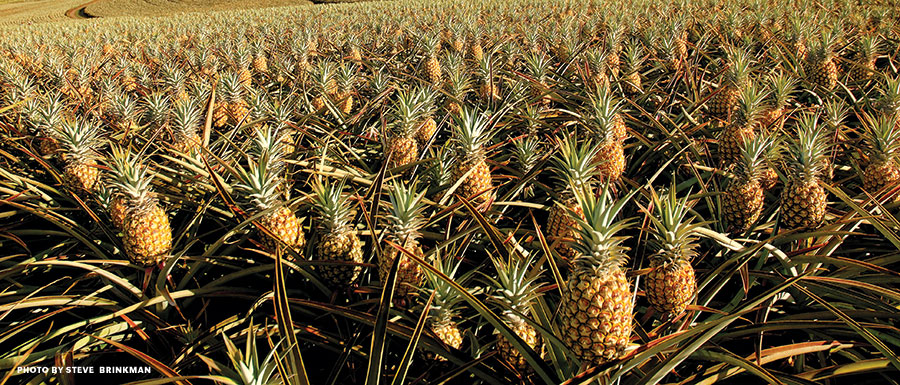 Maui pineapple fields