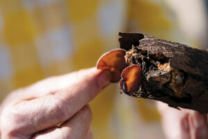 Maui Mushroom wood ear