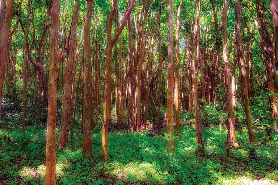 Maunalei Arboretum Trail in Maui