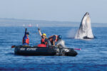 whale rescue response team