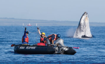 whale rescue response team