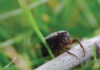 molokai purring cricket