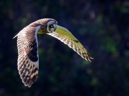 hawaiian owl pueu