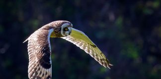 hawaiian owl pueu