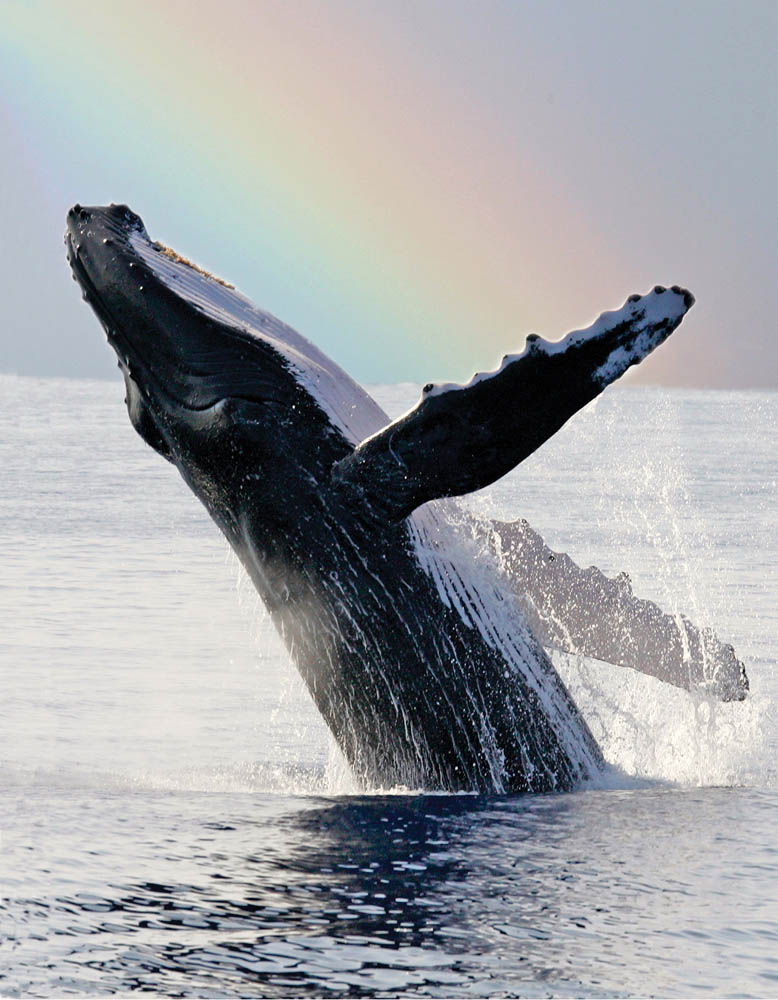 Rainbow Whale Breach Maui