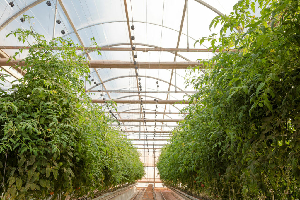 Sensei Farms Lanai Greenhouses tomatoes