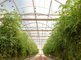 Sensei Farms Lanai Greenhouses tomatoes