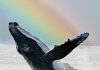 humpback whale rainbow