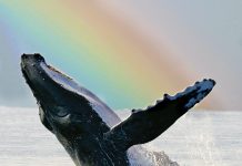 humpback whale rainbow