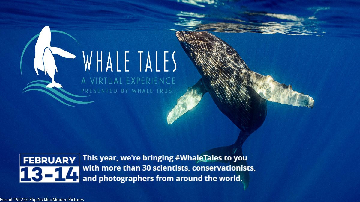 whale tales 2021