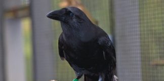 Alala Hawaiian Crow