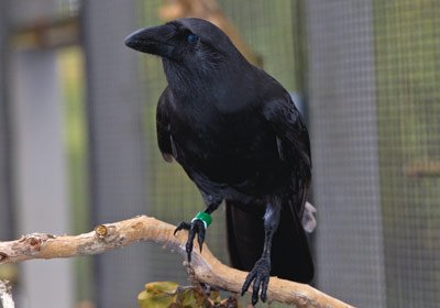 Alala Hawaiian Crow