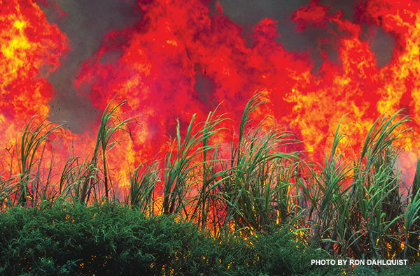 Maui cane burning controversy