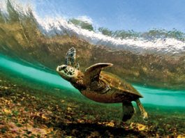 amazing turtle photo