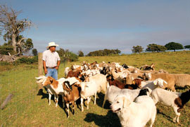 haleakala ranch sheep