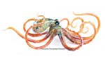 handblown glass octopus