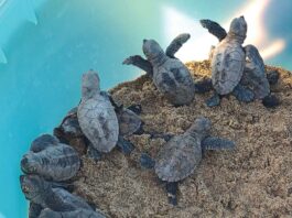 sea turtle babies