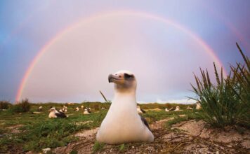 kure atoll albatross