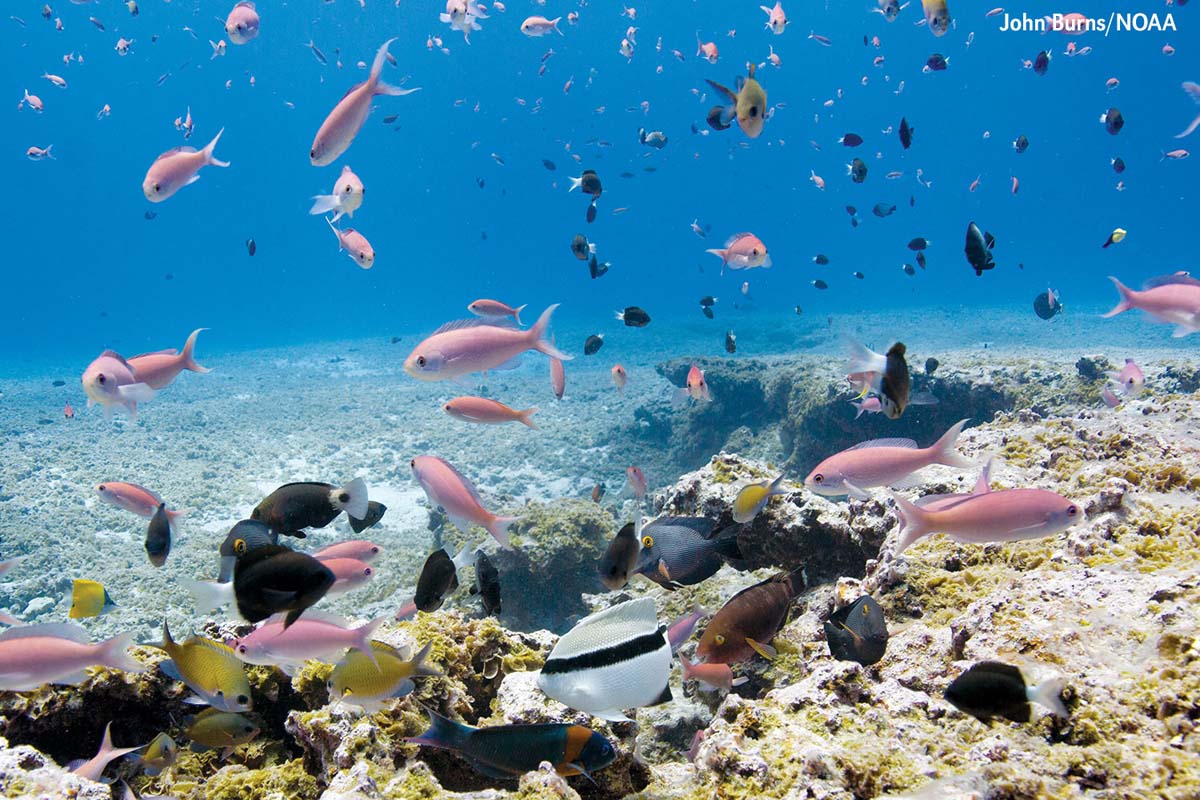 Hawaiian archipelago reef-banded angelfish