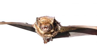 hawaiian bat