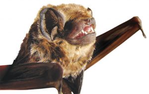 Hawaiian bats