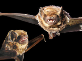 hawaiian hoary bats