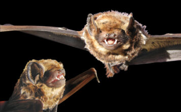 hawaiian hoary bats
