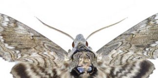 Hawaiian sphinx moth