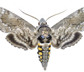 Hawaiian sphinx moth