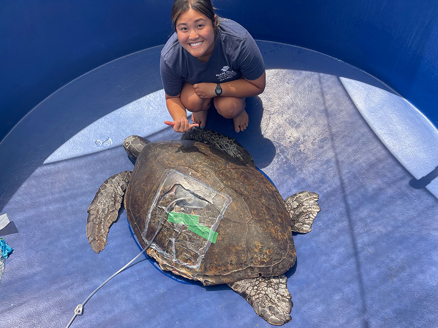 injured Hawaiian sea turtle