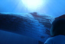 humpback experience