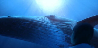 humpback experience