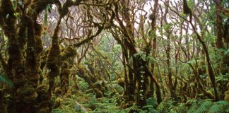 kamakou preserve, molokai hiking