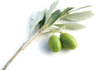 maui grown olives