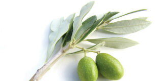 maui grown olives