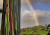 Maui rainbow eucalyptus trees