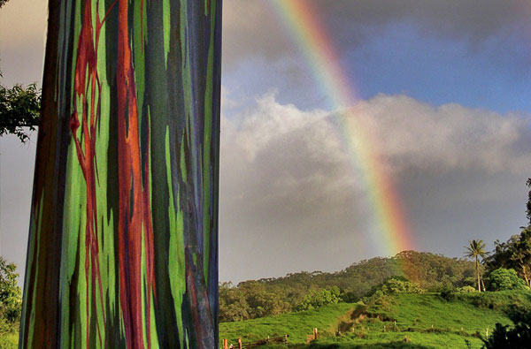 Maui rainbow eucalyptus trees