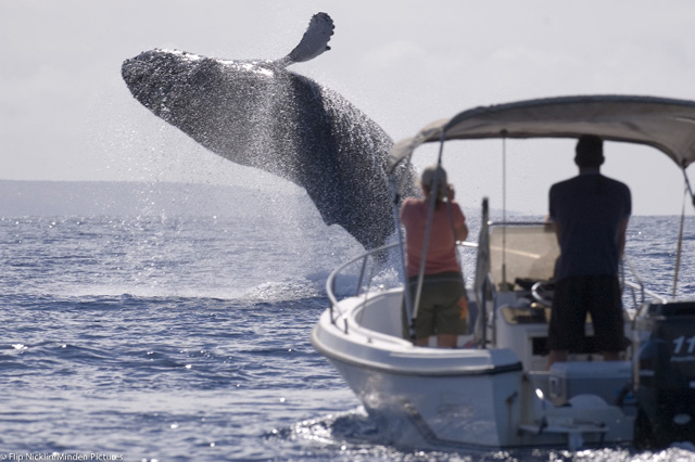maui whale tales 2014