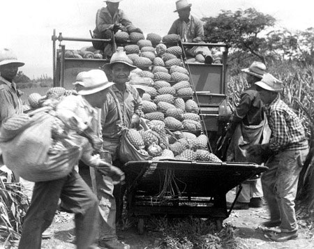 harvesting pineapple historical photo
